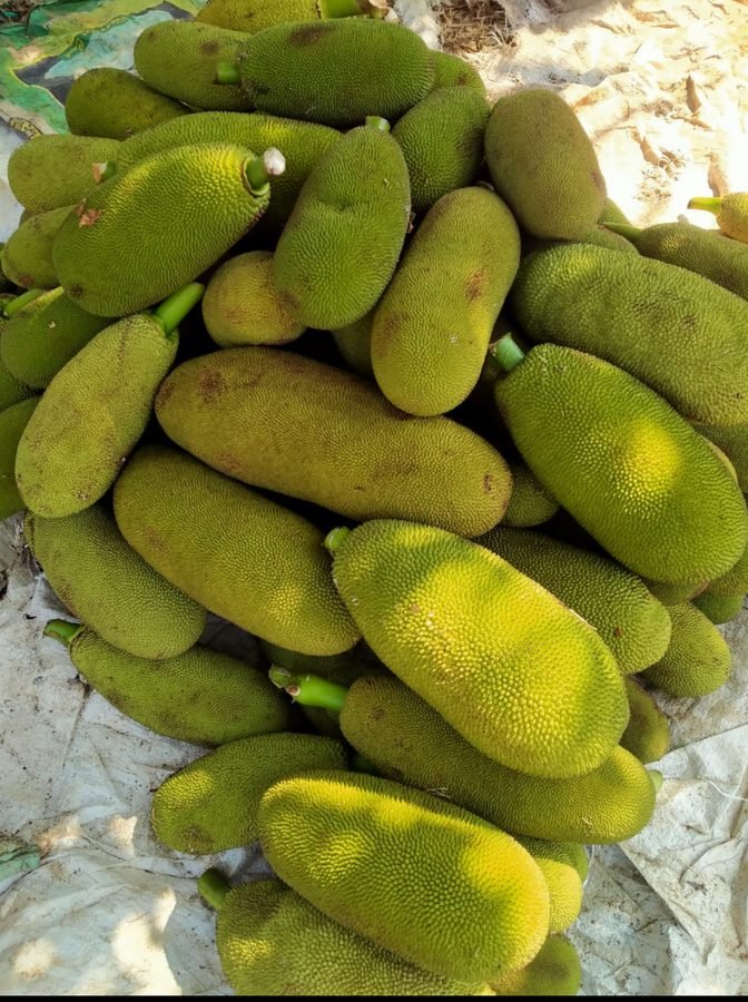 Jackfruit, a heap of large green spiked fruit stacked in the sun