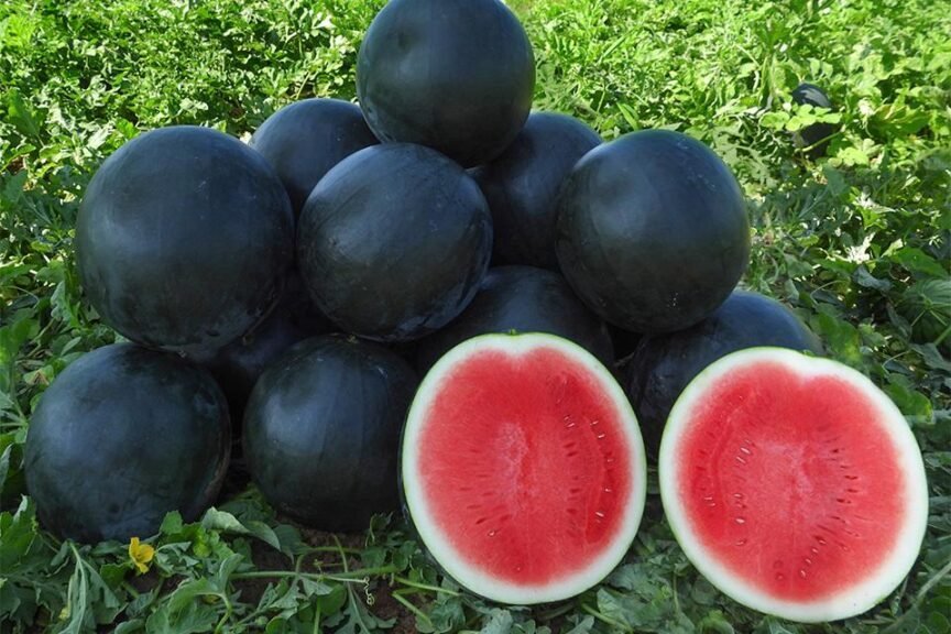 Watermelons, dark green rinds stacked in the field with two cut to show red flesh