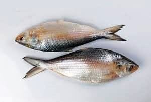 Two hilsa fish, silver-scaled, on a pale ground