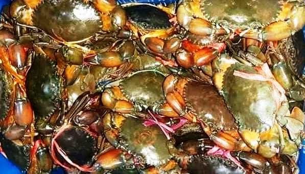 Mud crabs with their claws tied, packed live in a tub
