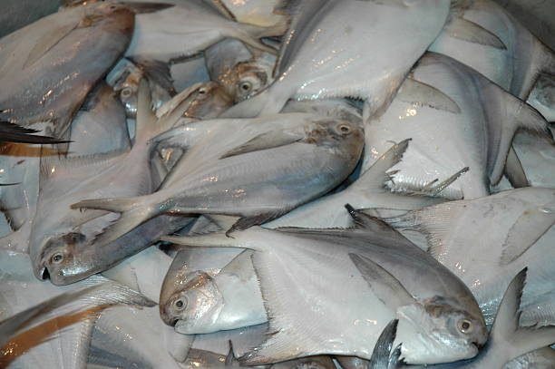 Silver pomfret, a catch of flat silver fish