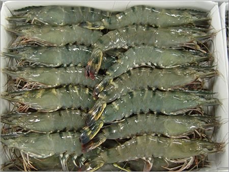 Black tiger prawns laid in rows in a white tray