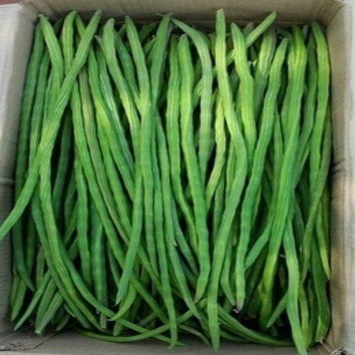 Fresh drumsticks, long green moringa pods packed upright in a carton