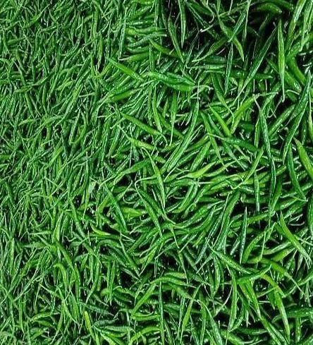 Green chillies, a dense mass of slender fresh pods