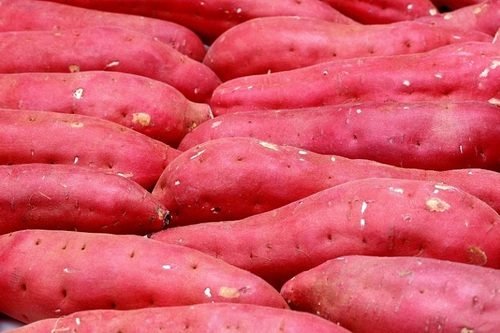 Sweet potatoes, rows of red-skinned tubers laid out after lifting
