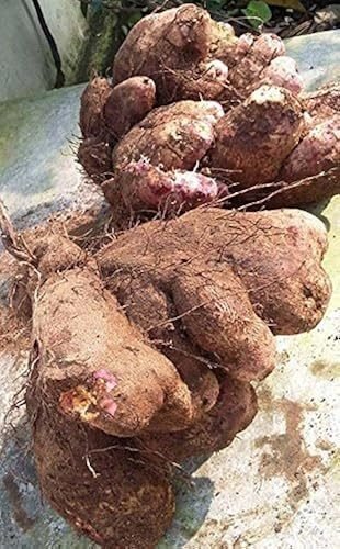 Yam, heavy rough-skinned tubers lifted from the field with the roots still on